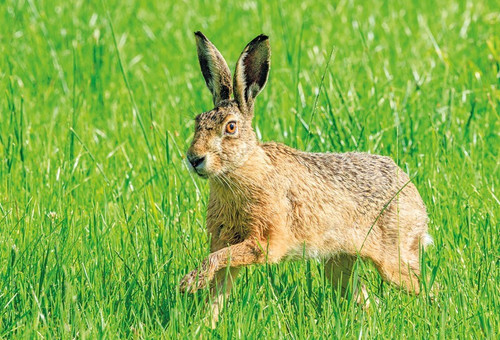 Wildlife postcard bunny - postcard,